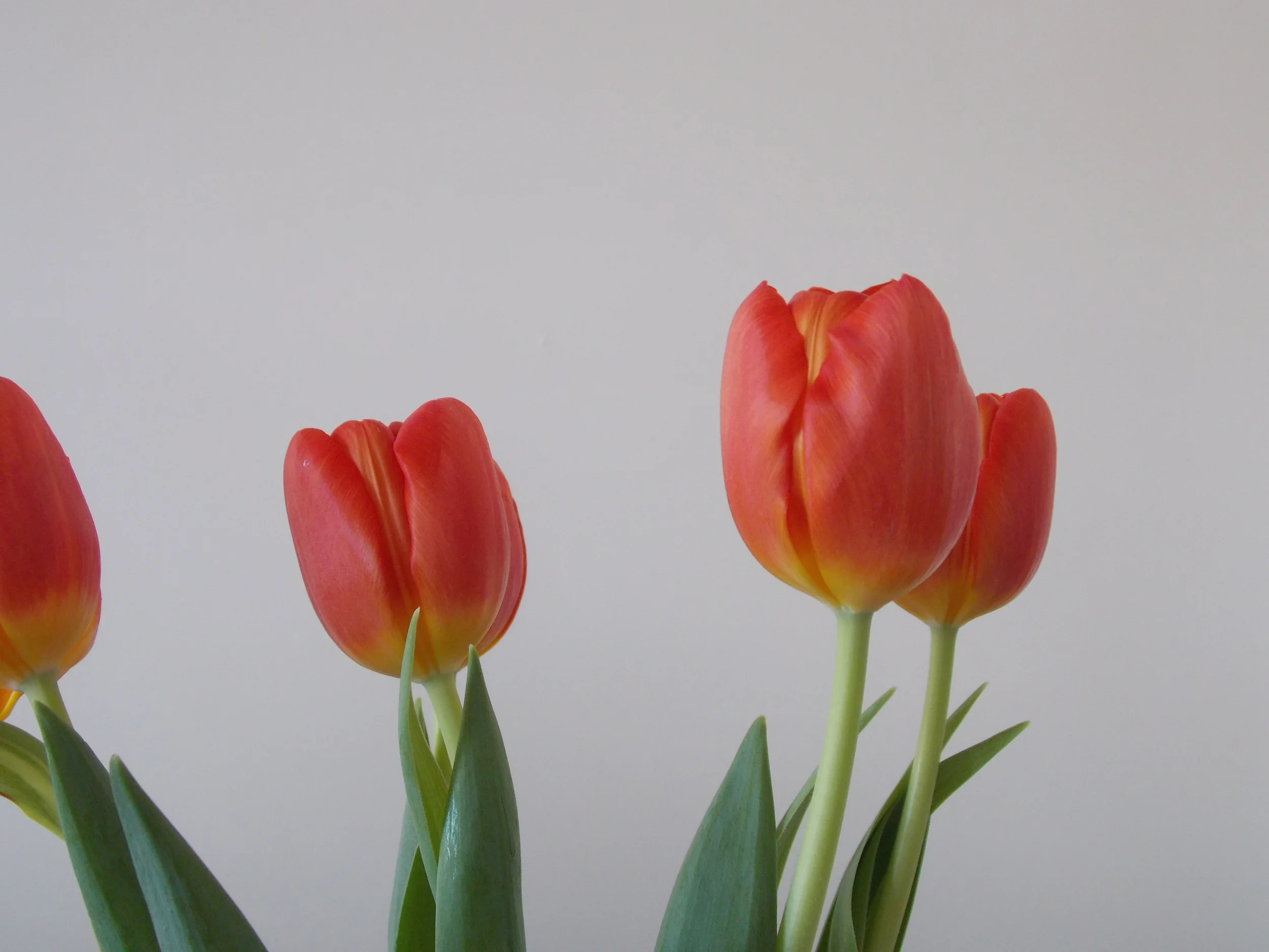 From the Nikon 062.JPG