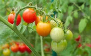The Growing Tomato Processing Industry