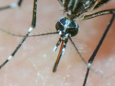 Can Gene Engineering Help Stop the Zika Virus?