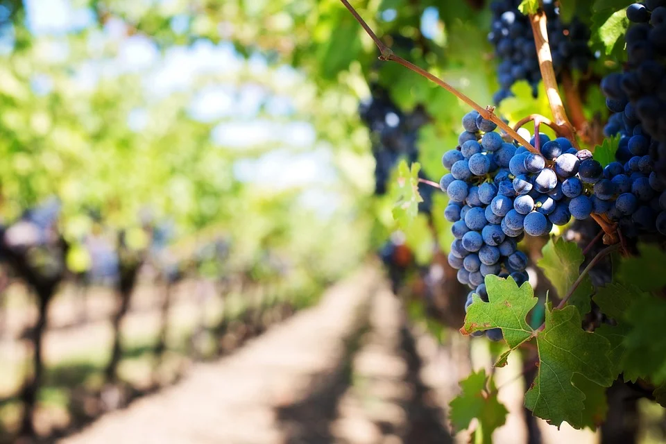 Indiana Wineries and Agritourism