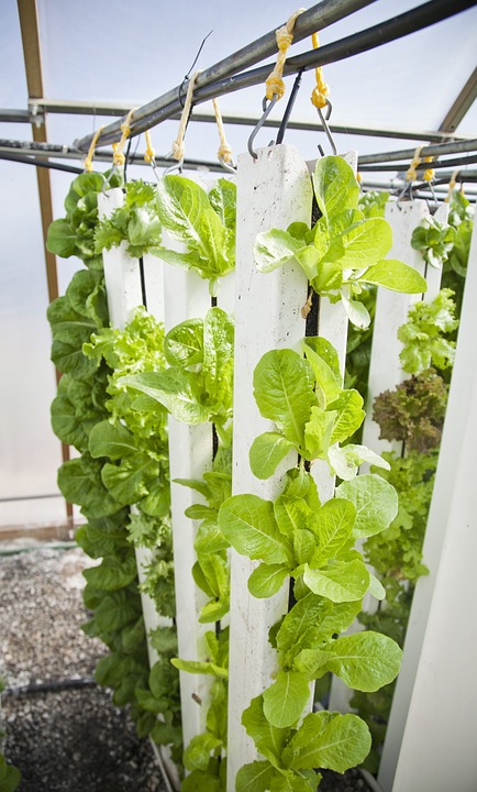 Sustainability Standards for Vertical Farming