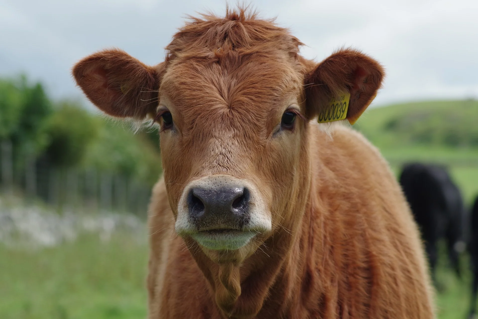 Tips for Drafting and Negotiating Livestock Production Contracts