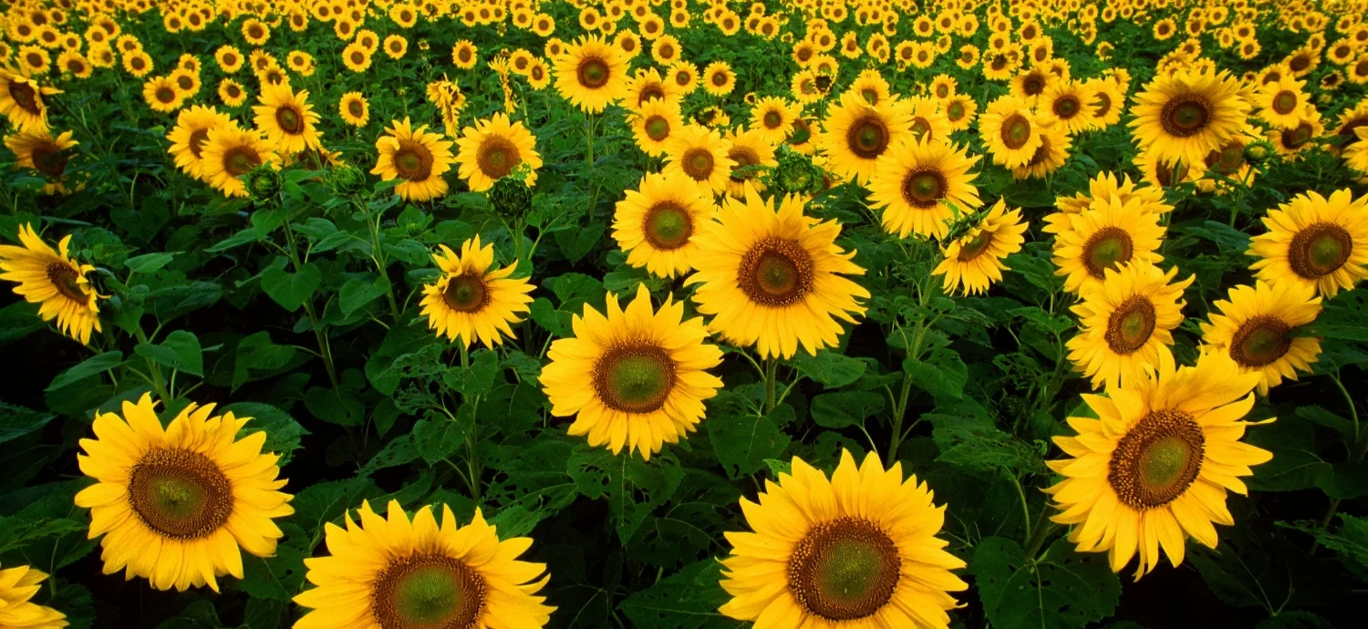 sunflower field.jpg