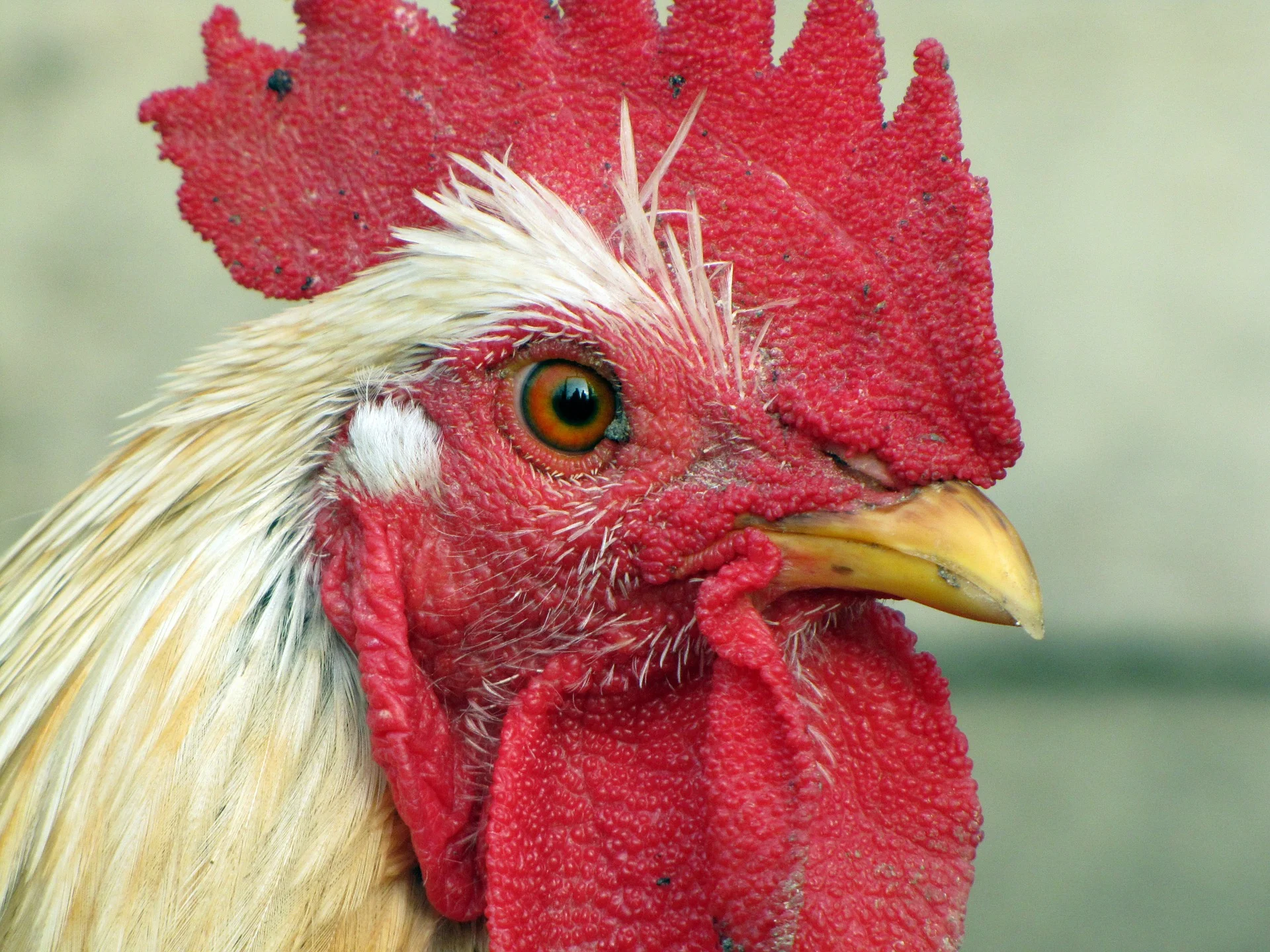What Do the Controversial New GIPSA Rules Really Say...and Does it Matter? 