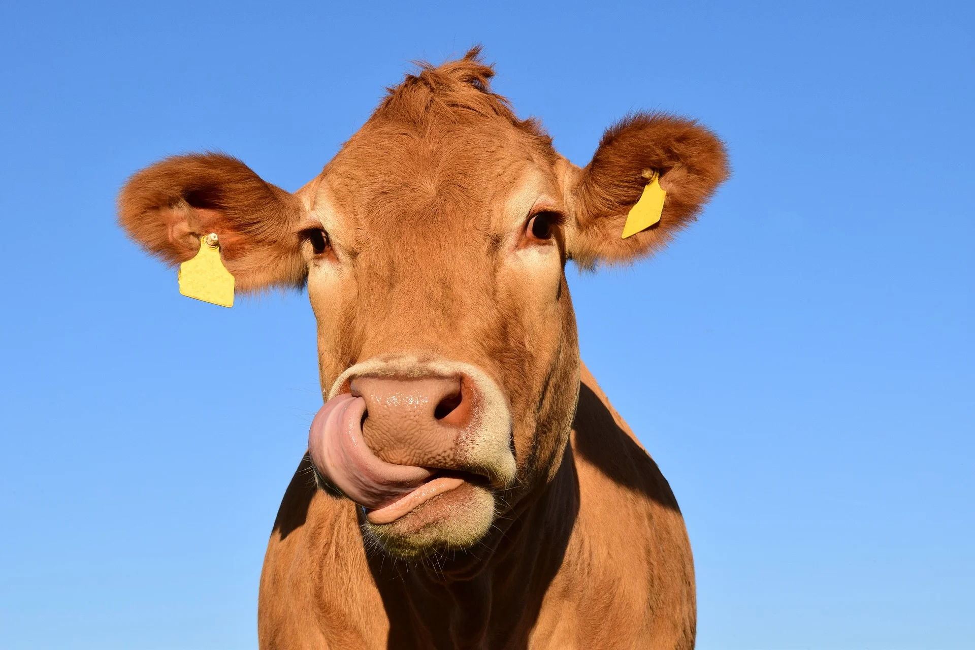Five Tips to Comply with the New FDA Antibiotics Rule