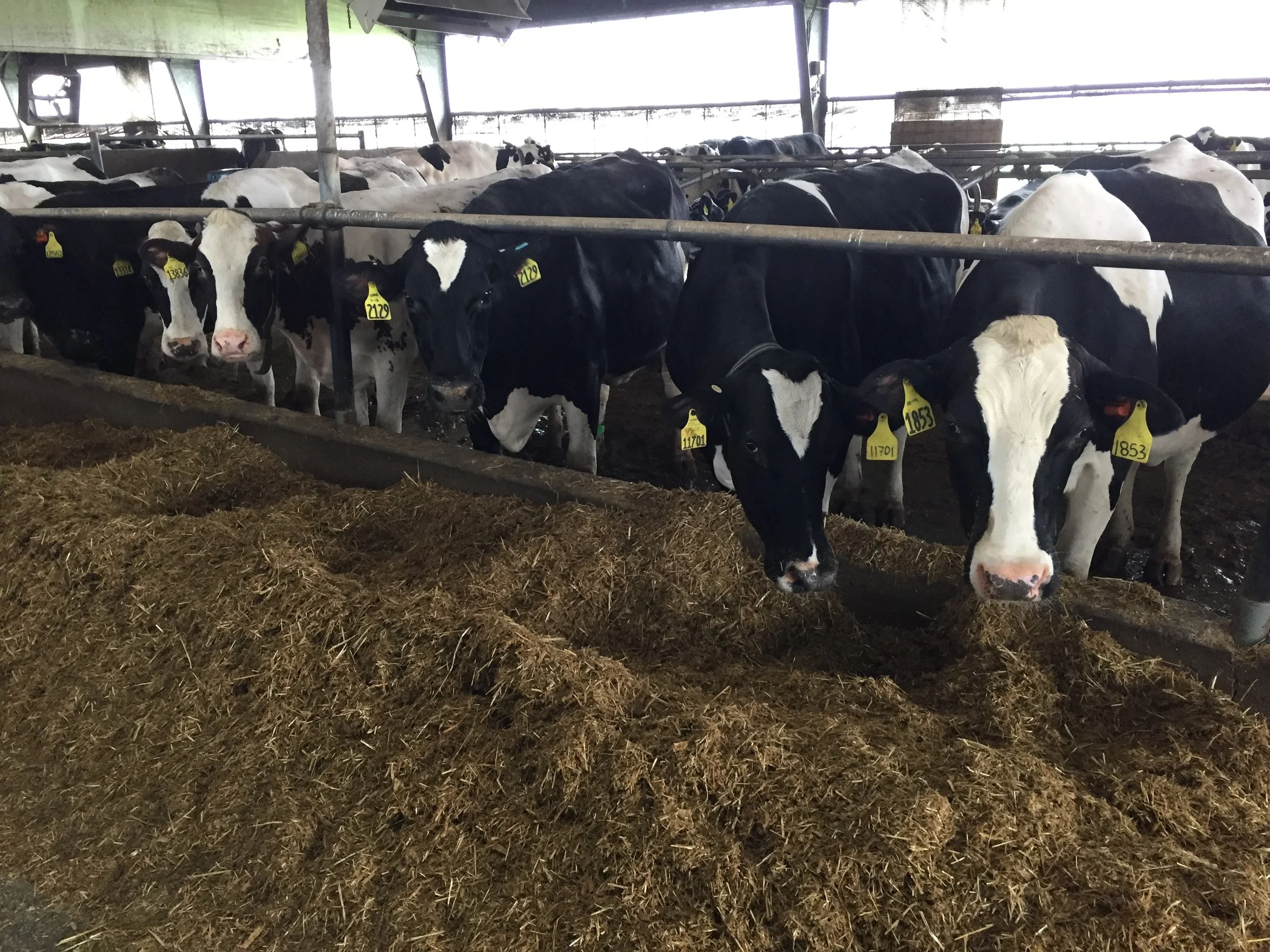 House of Prayer v. Milco: Administrative Judge Upholds Dairy Environmental Permit Against Remonstrator's Challenge