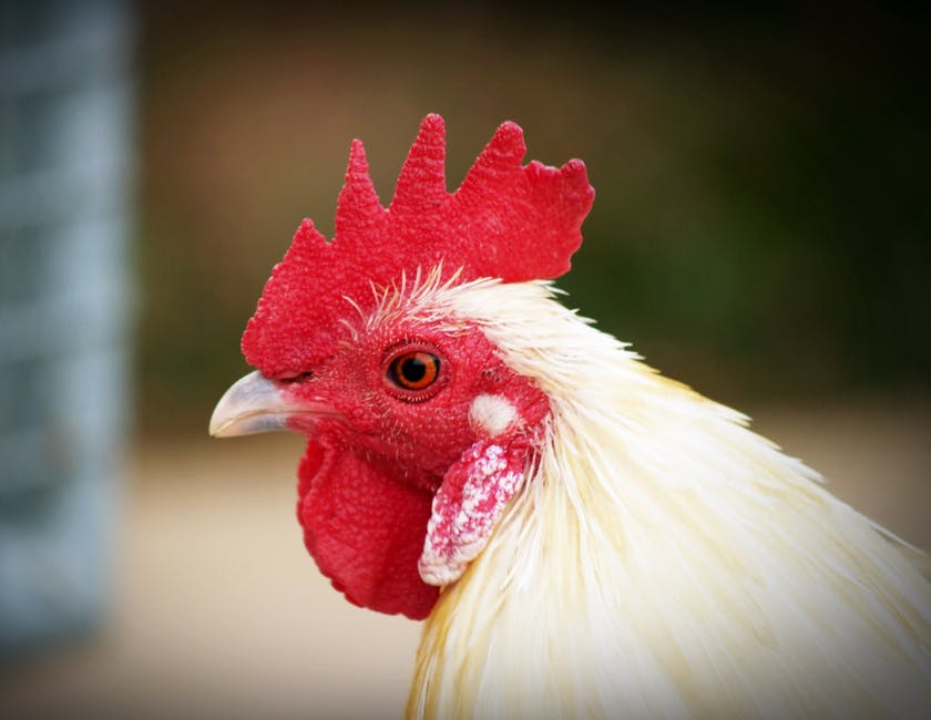 hen.jpeg