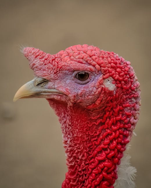 turkey.jpeg