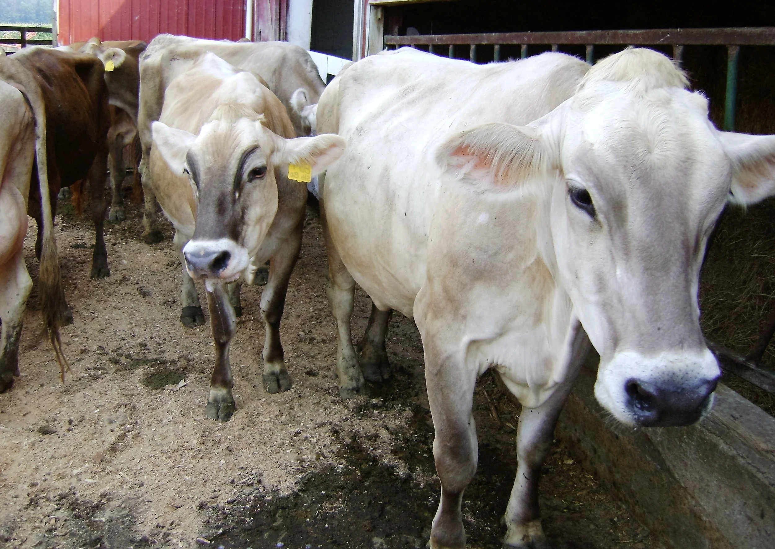 Letter to the Editor: Under-Regulation of Livestock Farms is a Myth