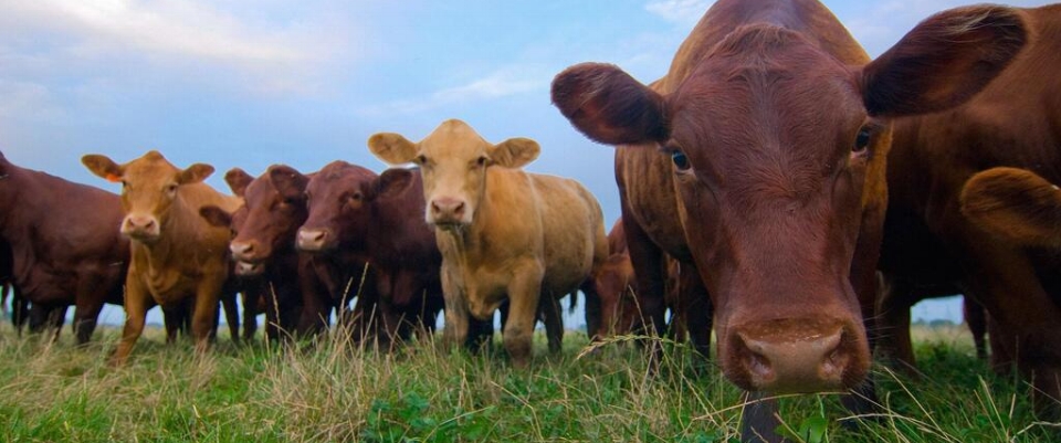 cattle in pasture.jpg