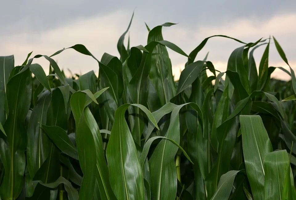 corn-911654_960_720.jpg