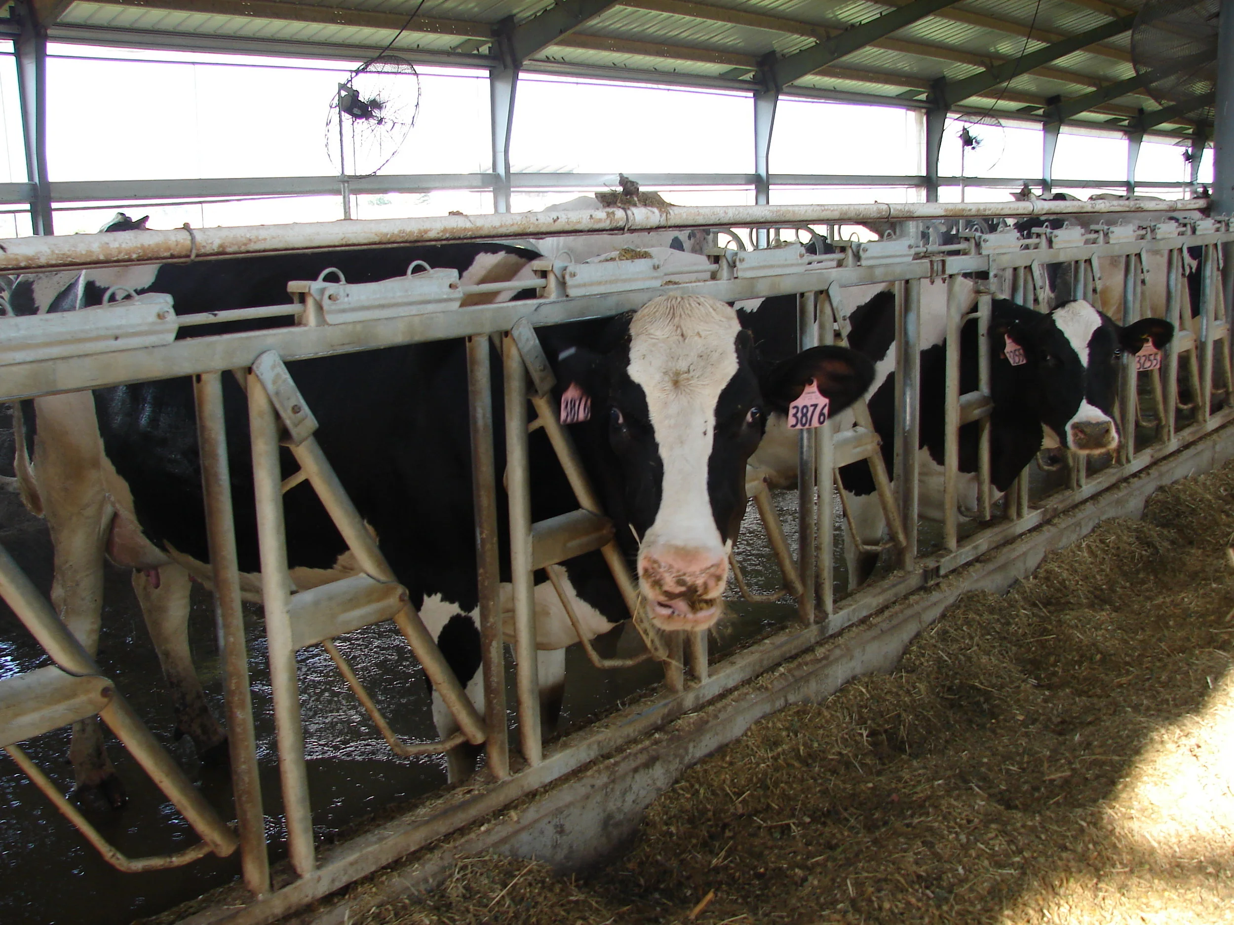 Letter to the Editor: Under-regulation of CAFOs is a myth