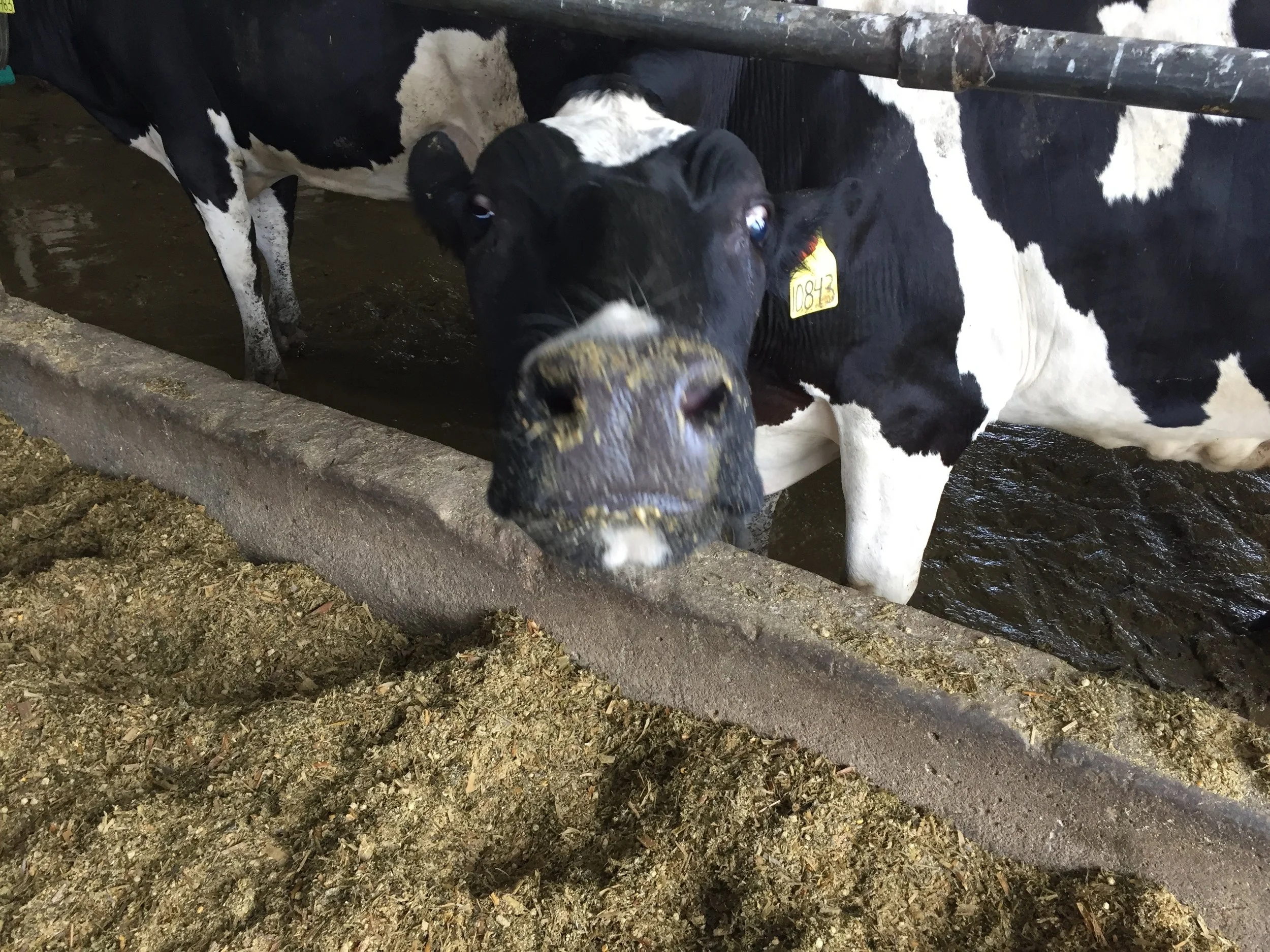 Rush County BZA Decision to Permit Dairy CFO Upheld by Court of Appeals