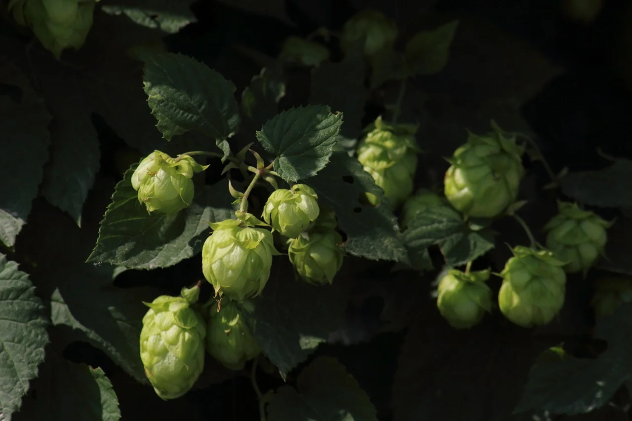 Hop Farm Checklist