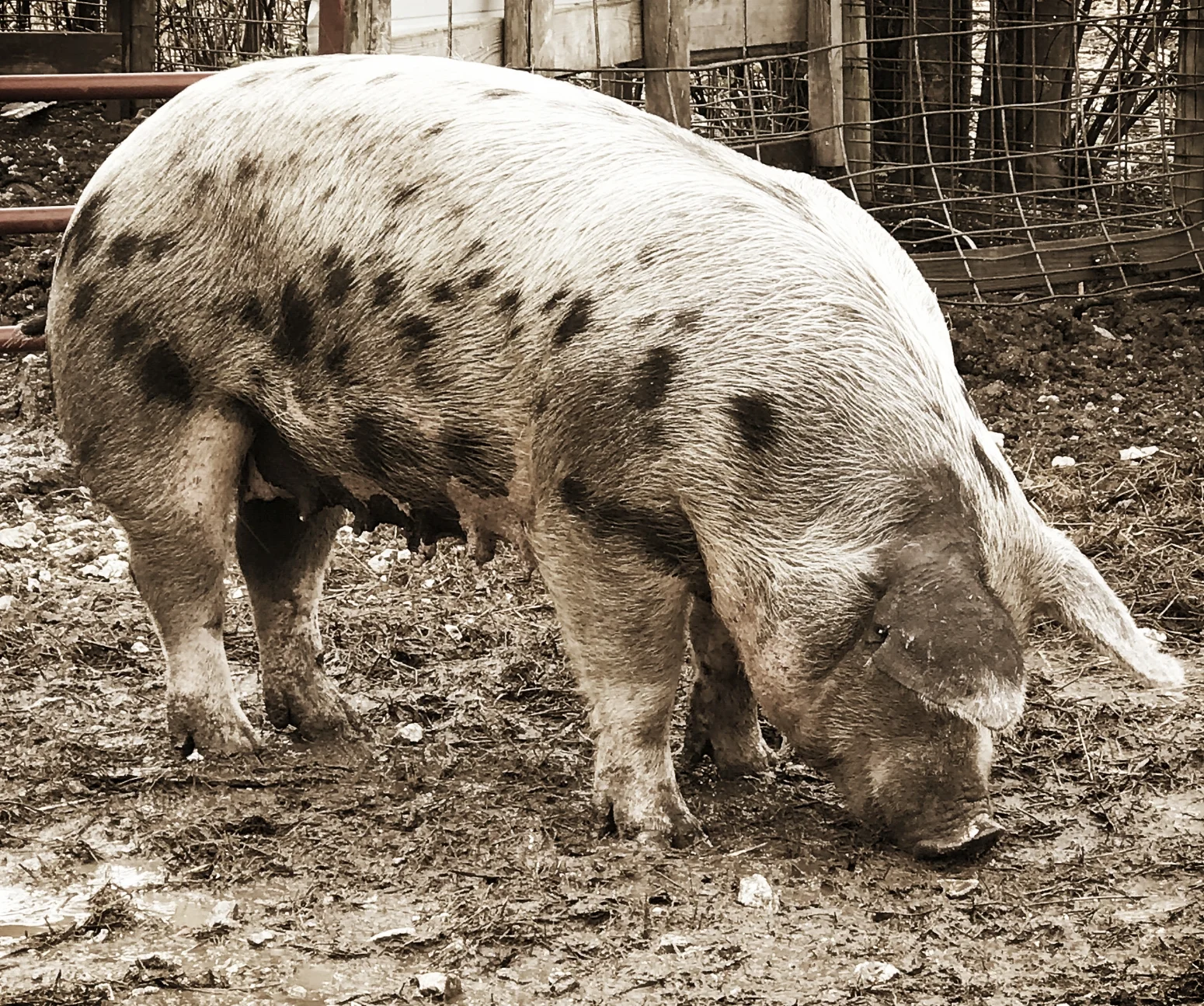 What does the $50M hog farm verdict mean for livestock farms?