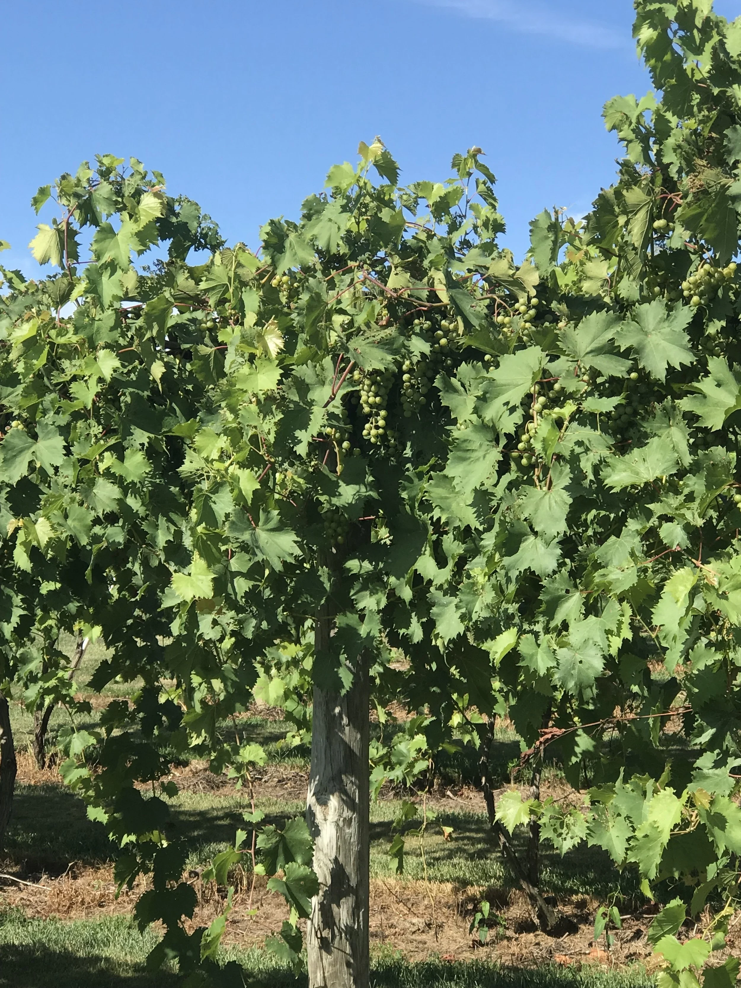 Indiana Wine and Grape Growers: Handshakes and Heartbreaks