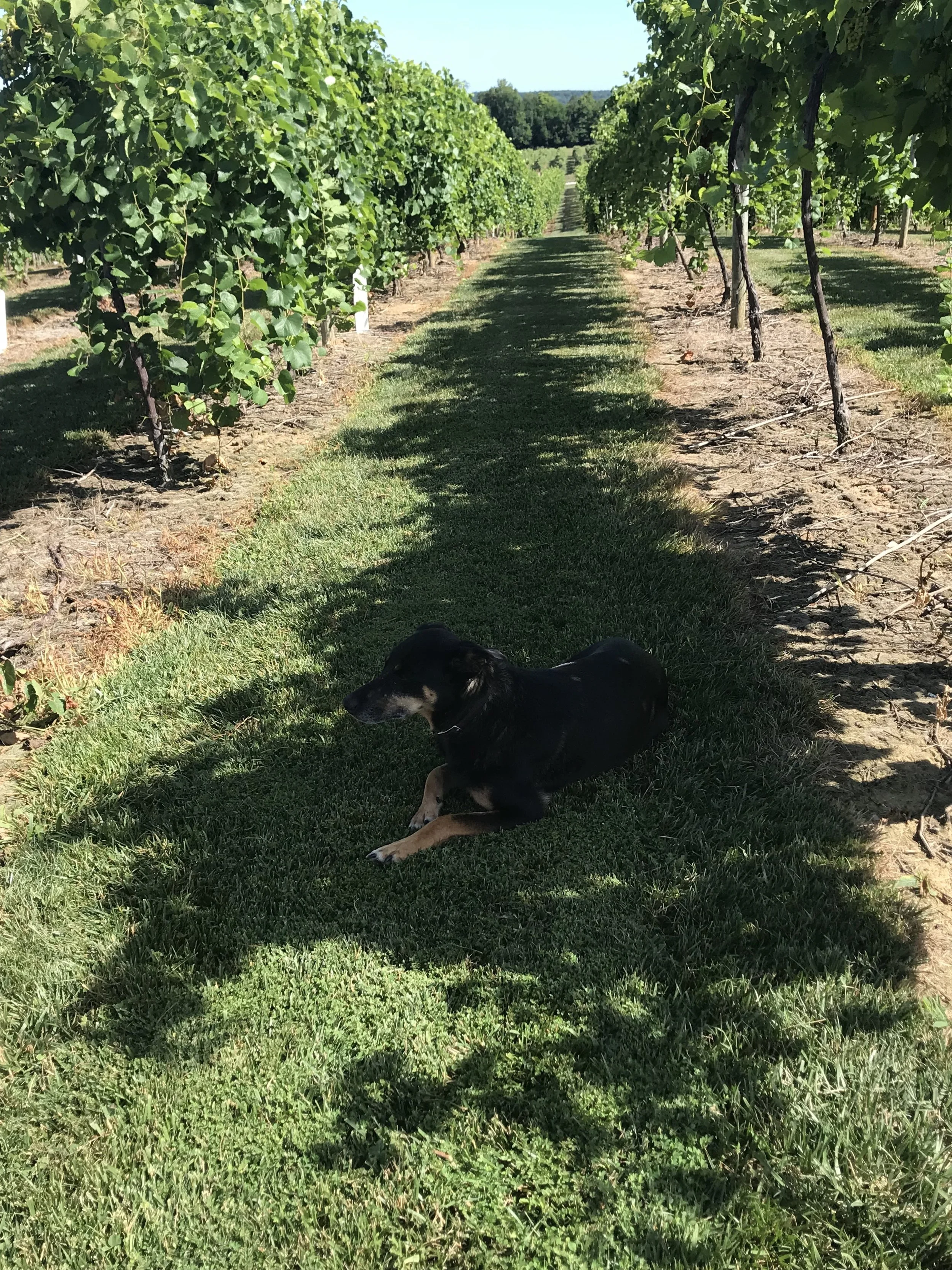 Shown here: your friendly local vineyard dog