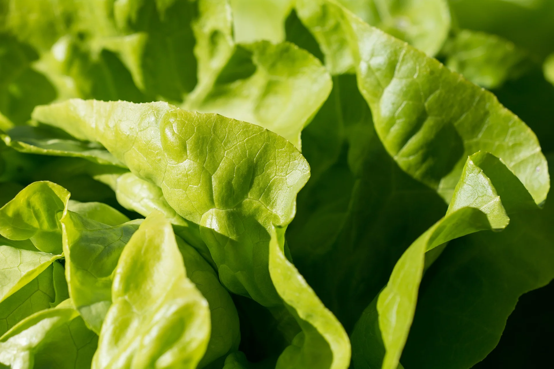 salad-1710328_1920.jpg