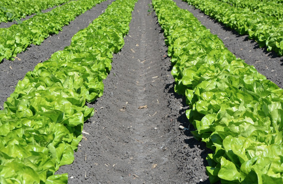 Todd Janzen in the Indiana Lawyer: Are E. coli Outbreaks a Concern for CAFOs?