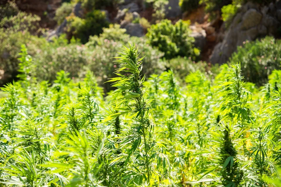 Now that Hemp is Legal, Do I Need a License to Grow It?