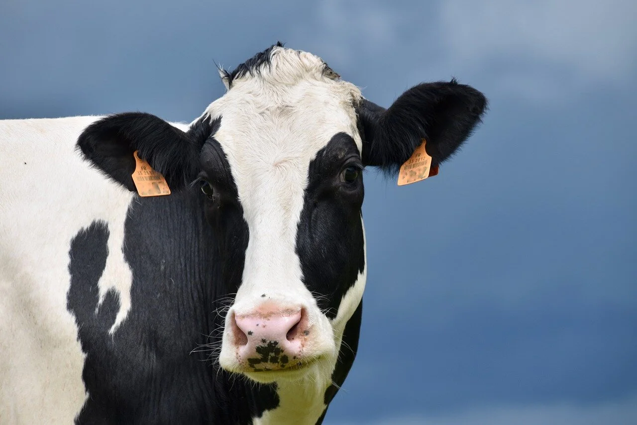 Todd Janzen Shares Insight with Progressive Dairyman Readers