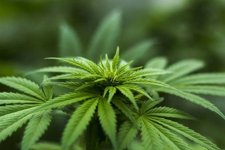 Smokeable Hemp - Off Again in Indiana