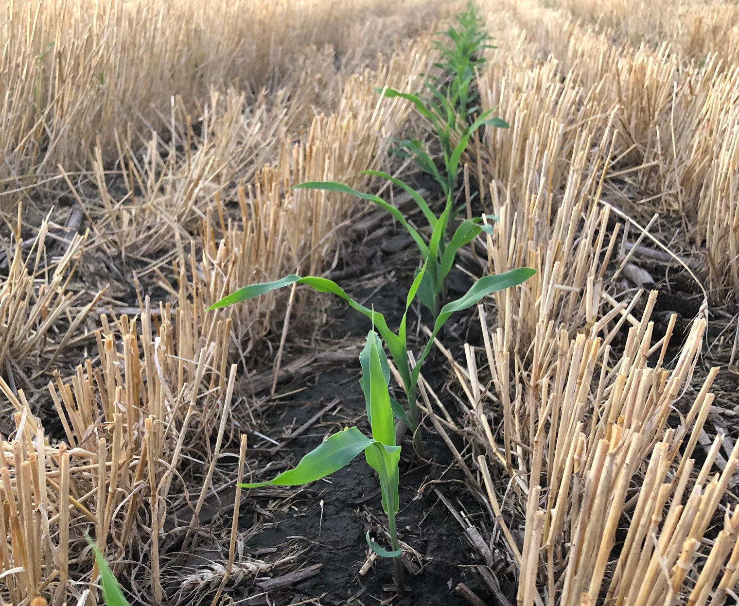 An Ag Data Checklist for Evaluating Carbon Platforms