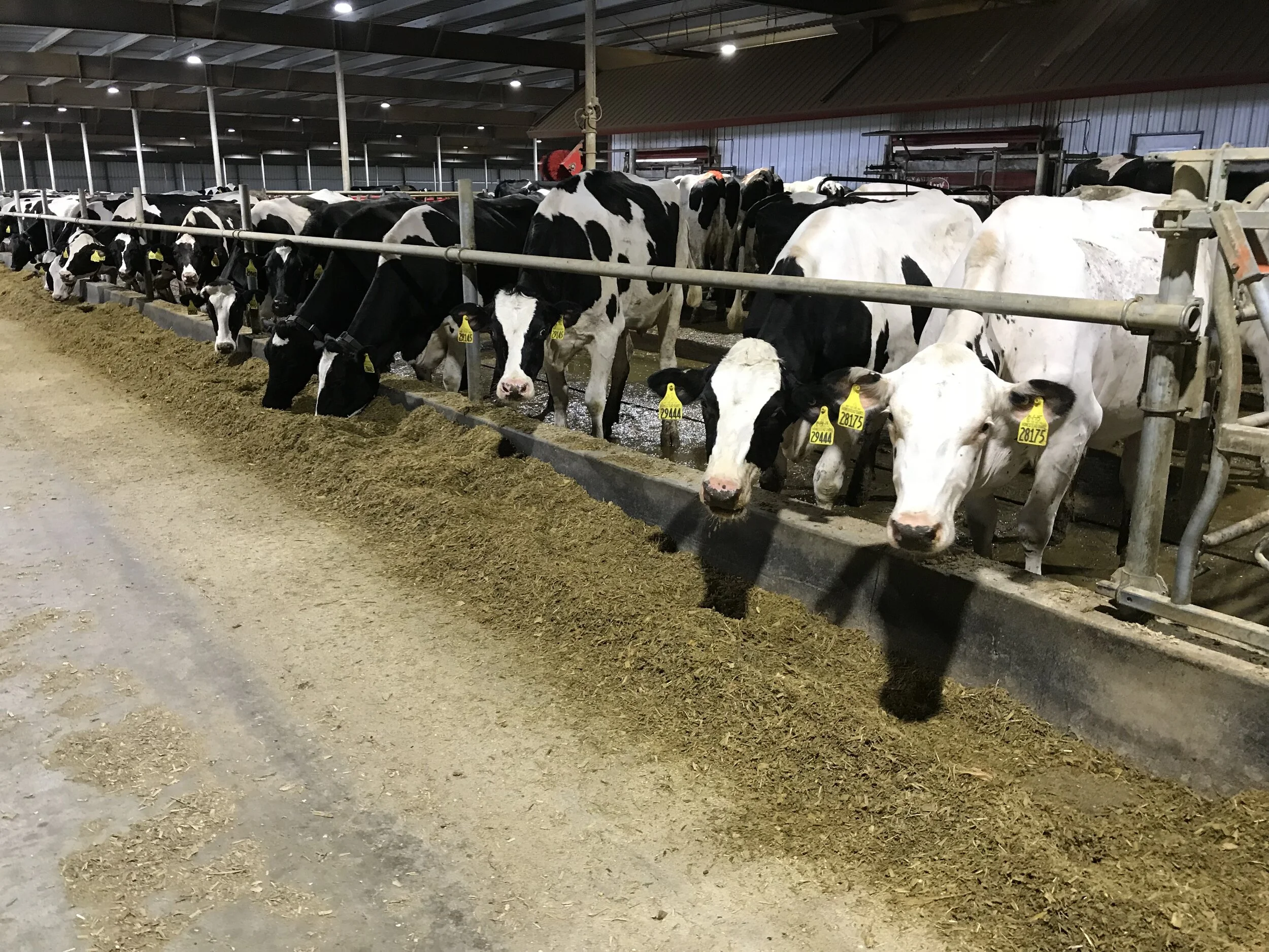 10 Ways We Help America's Dairy Farms