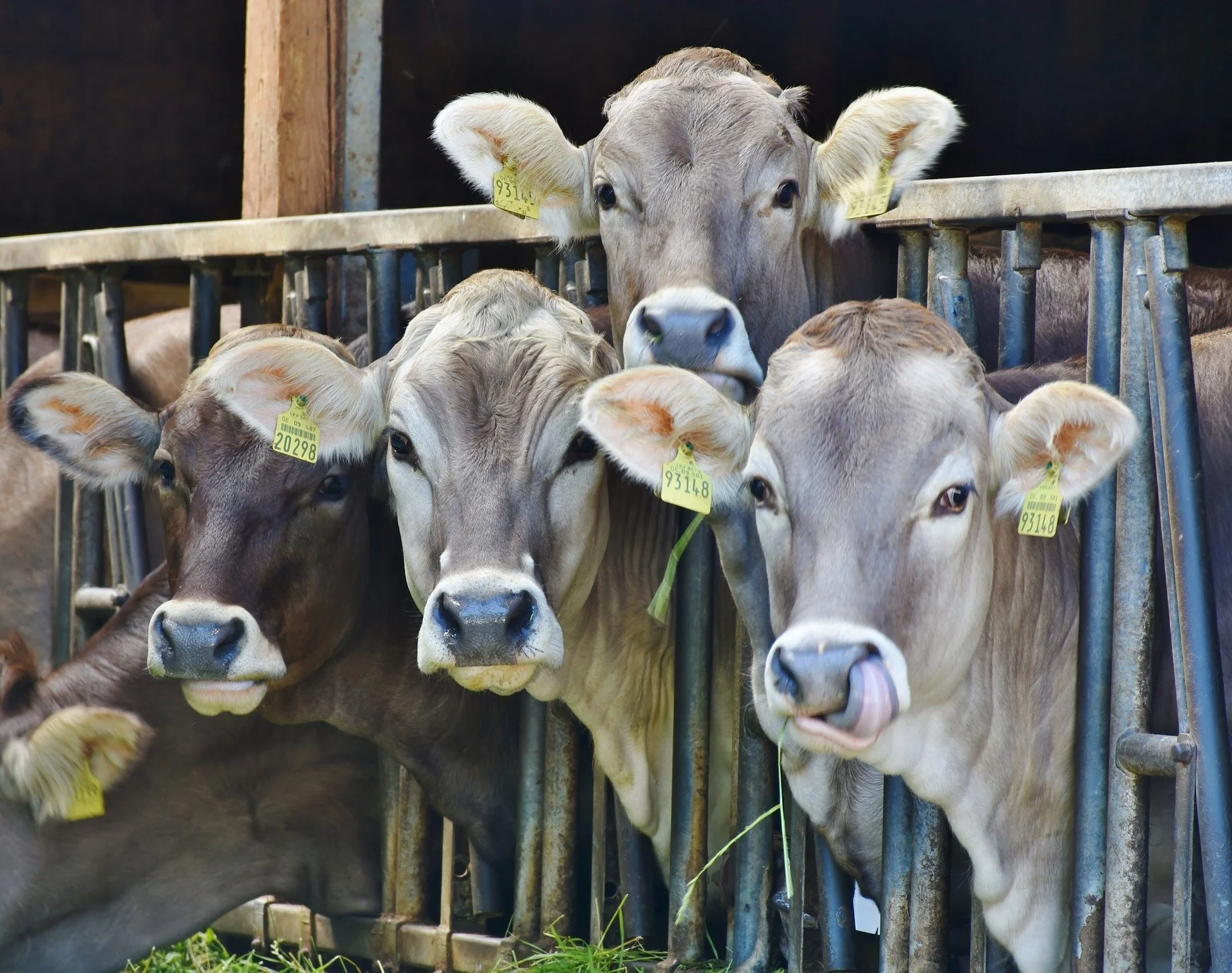 Schroeder Shares Best Practices for Protection of Livestock Farmers 