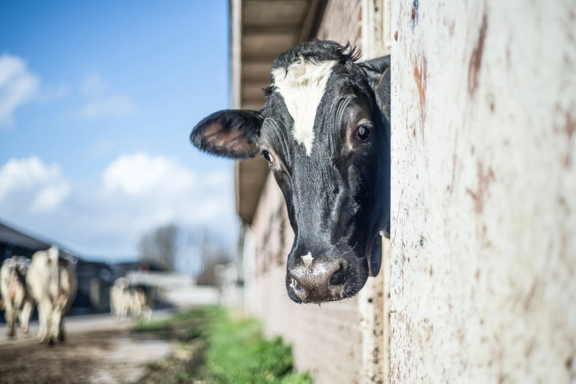  7 Questions Dairy Farmers Should Ask Regarding Anaerobic Digesters In AALA Article