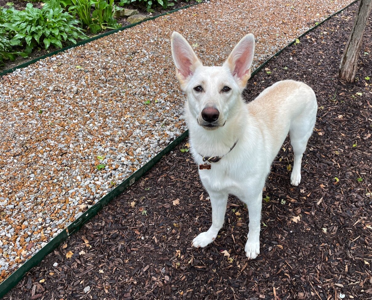 Who is the Ag Data Watchdog?