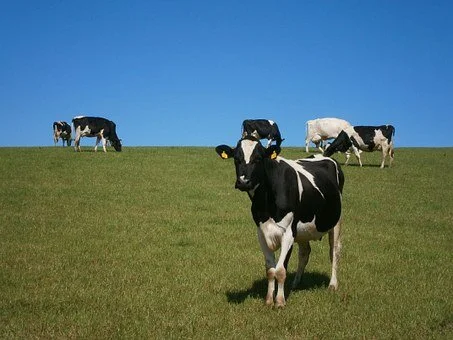 Methane Gas and Livestock Farms -- a Win for Agriculture