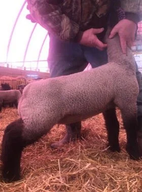 Janzen Schroeder Celebrates Successful Resolution of Feed Contamination Case