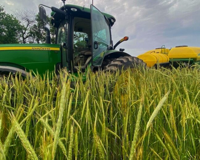 Planting soybeans into cover crops.