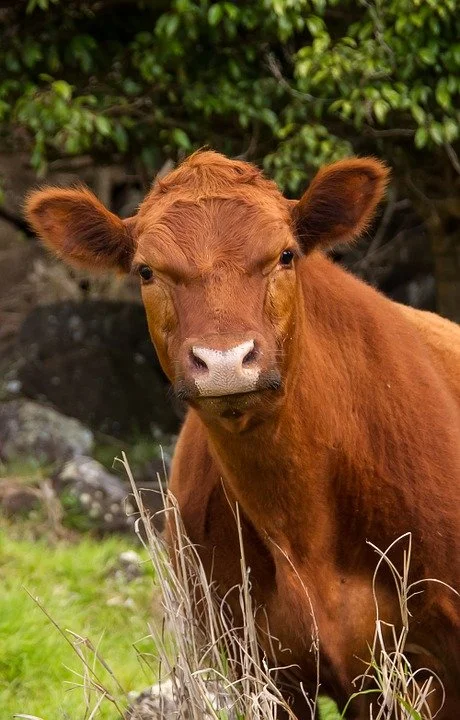 Animal Ag Alliance Stakeholder Summit Presentation