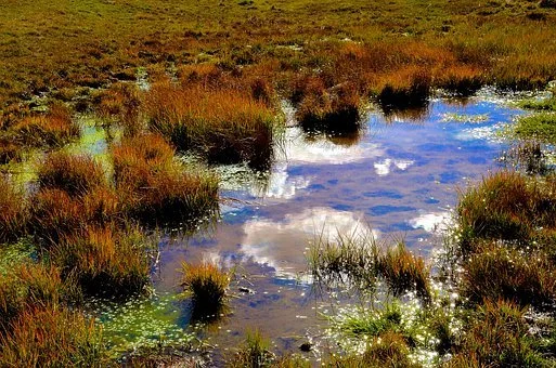 Federal Wetlands Law