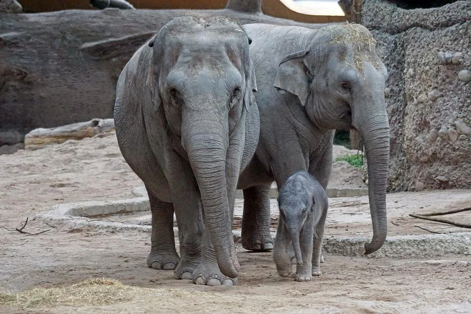 A Bee is a Fish; an Elephant is not a Human
