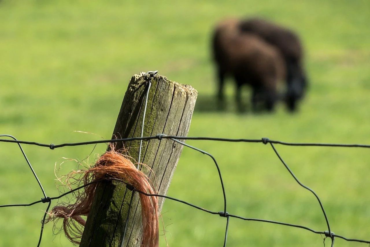 Belork v. Latimer: Firm Wins Trial for Beef Cattle Farmer
