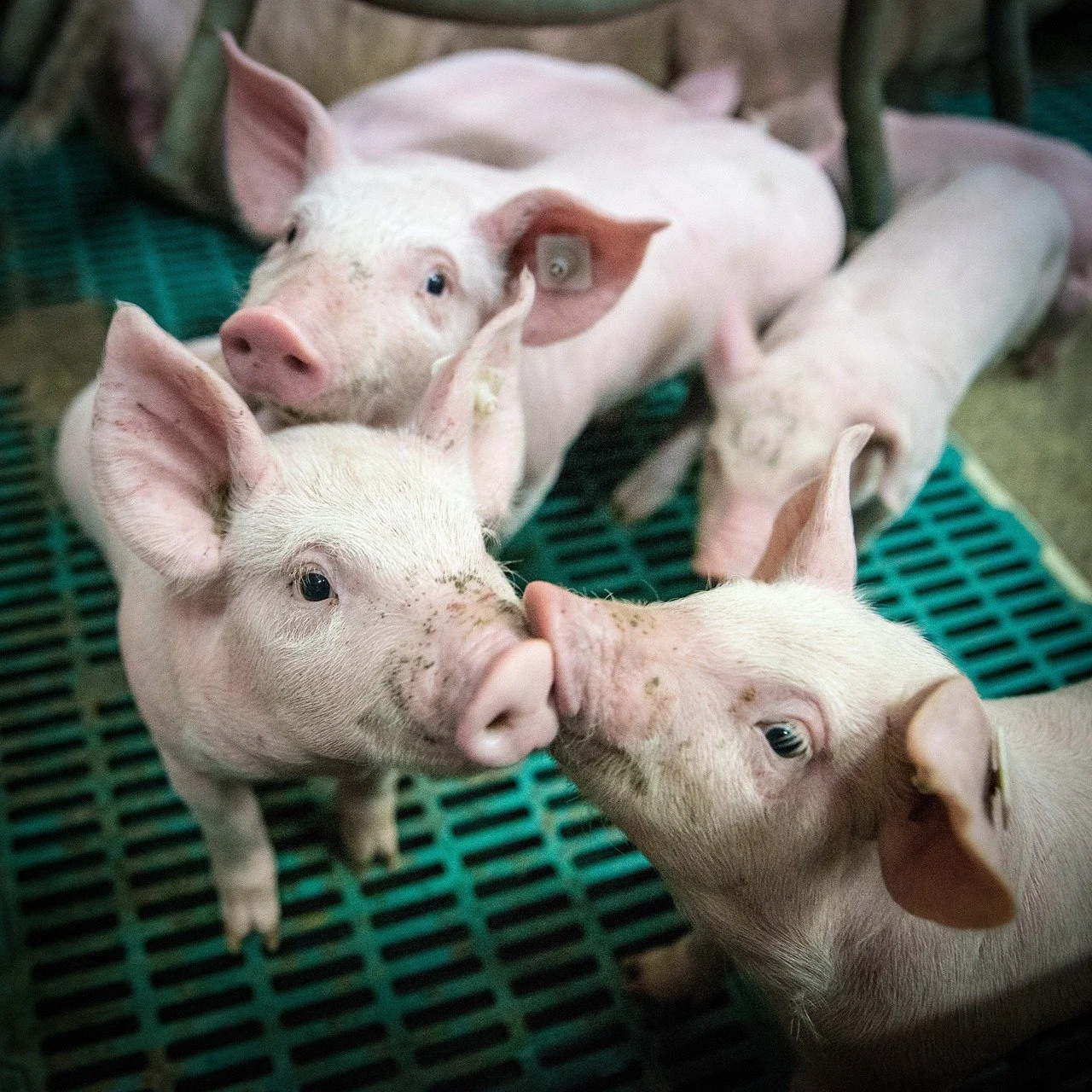 Ready. Set. Solve.  Pork Magazine Recaps Animal Agriculture Alliance Summit 