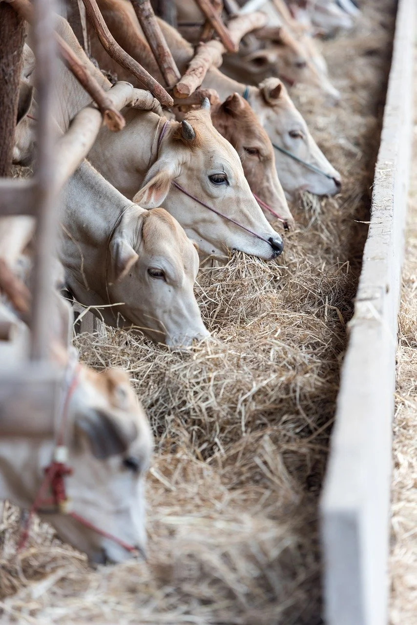 Indiana CAFO Laws, Regulation and Liability Webinar 