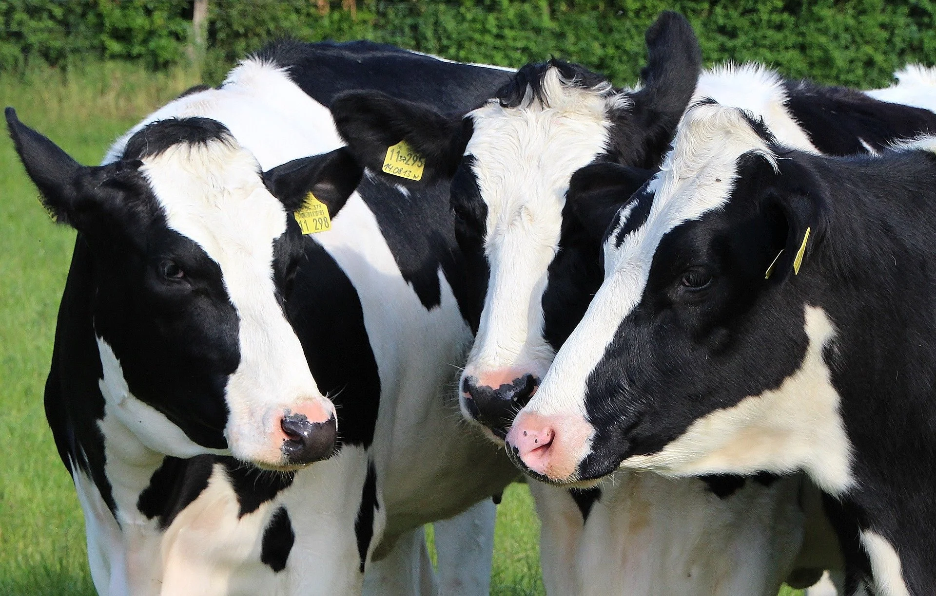 Indiana Dairy Producers Partners in Success Luncheon 