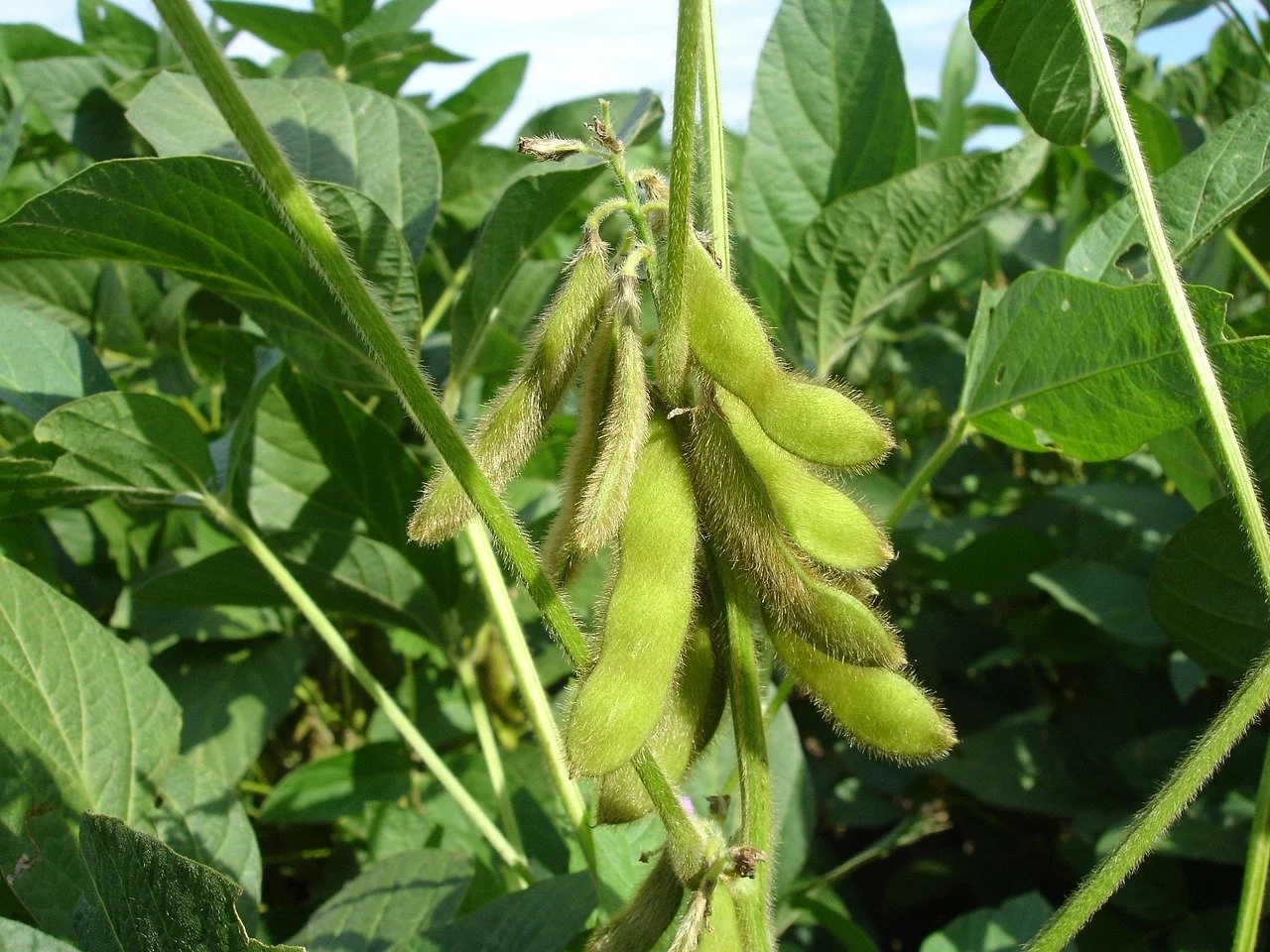 Indiana General Assembly Seeks to Revise Law Protecting Farmers’ Grain Assets