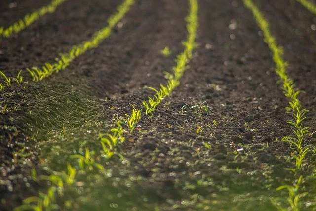 field-6288341_640.jpg