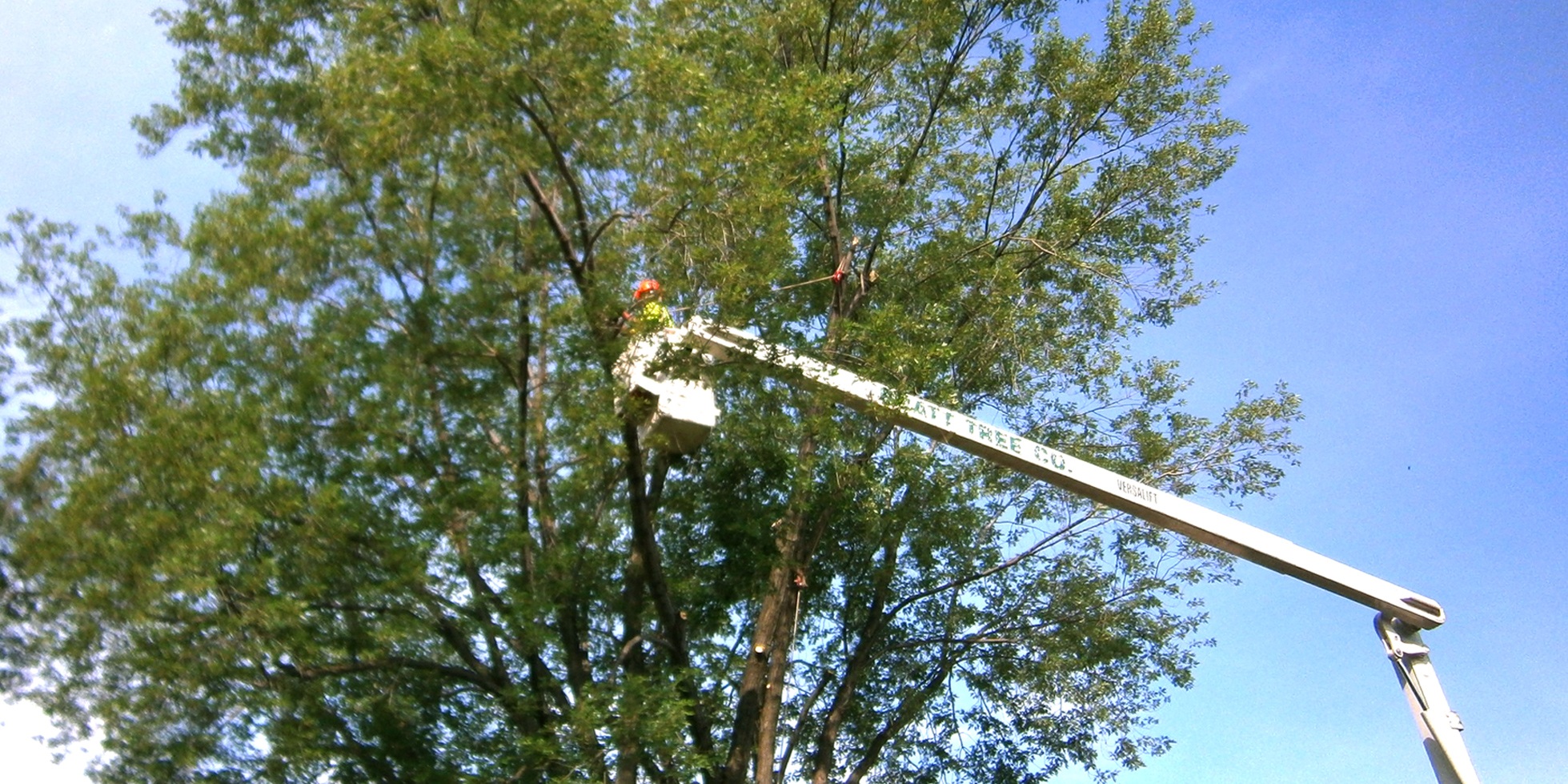 BT_Banner_Pruning.jpg