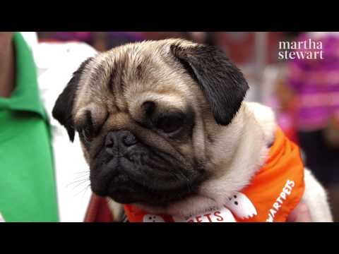 Martha Stewart Pets In Central Park
