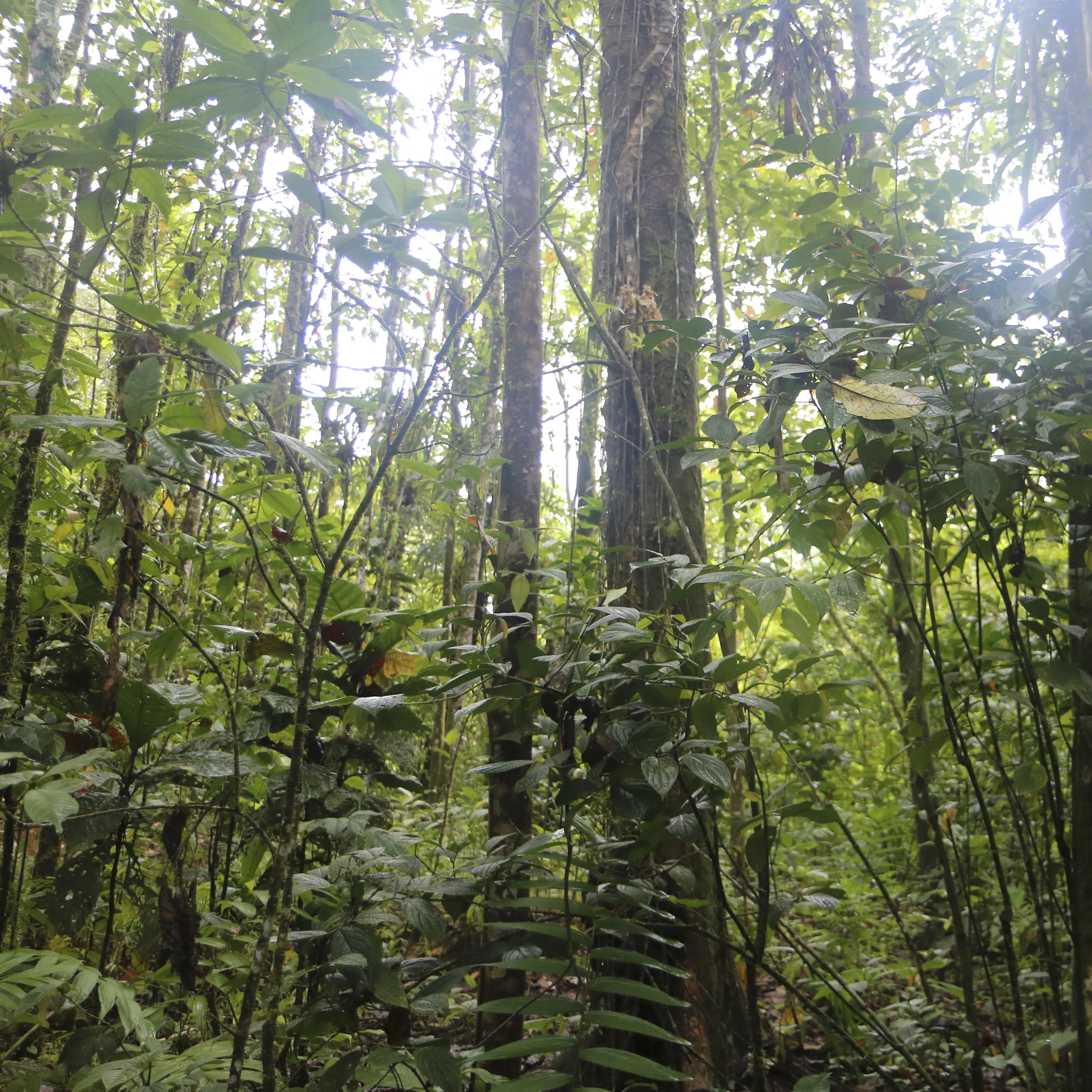 On Rothko in the Forest