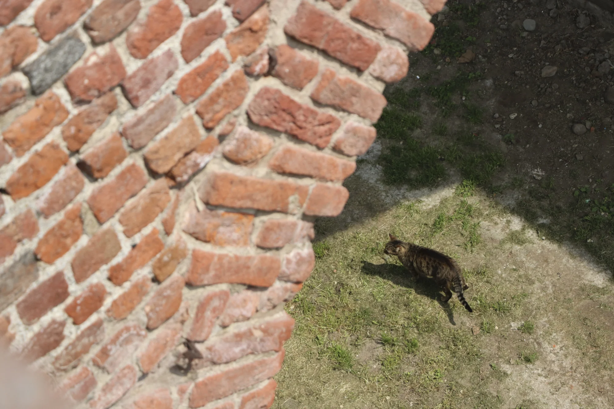 In what was once the moat of the Sforzesco Castle roam many cats, popping in and out of visitors' views.
