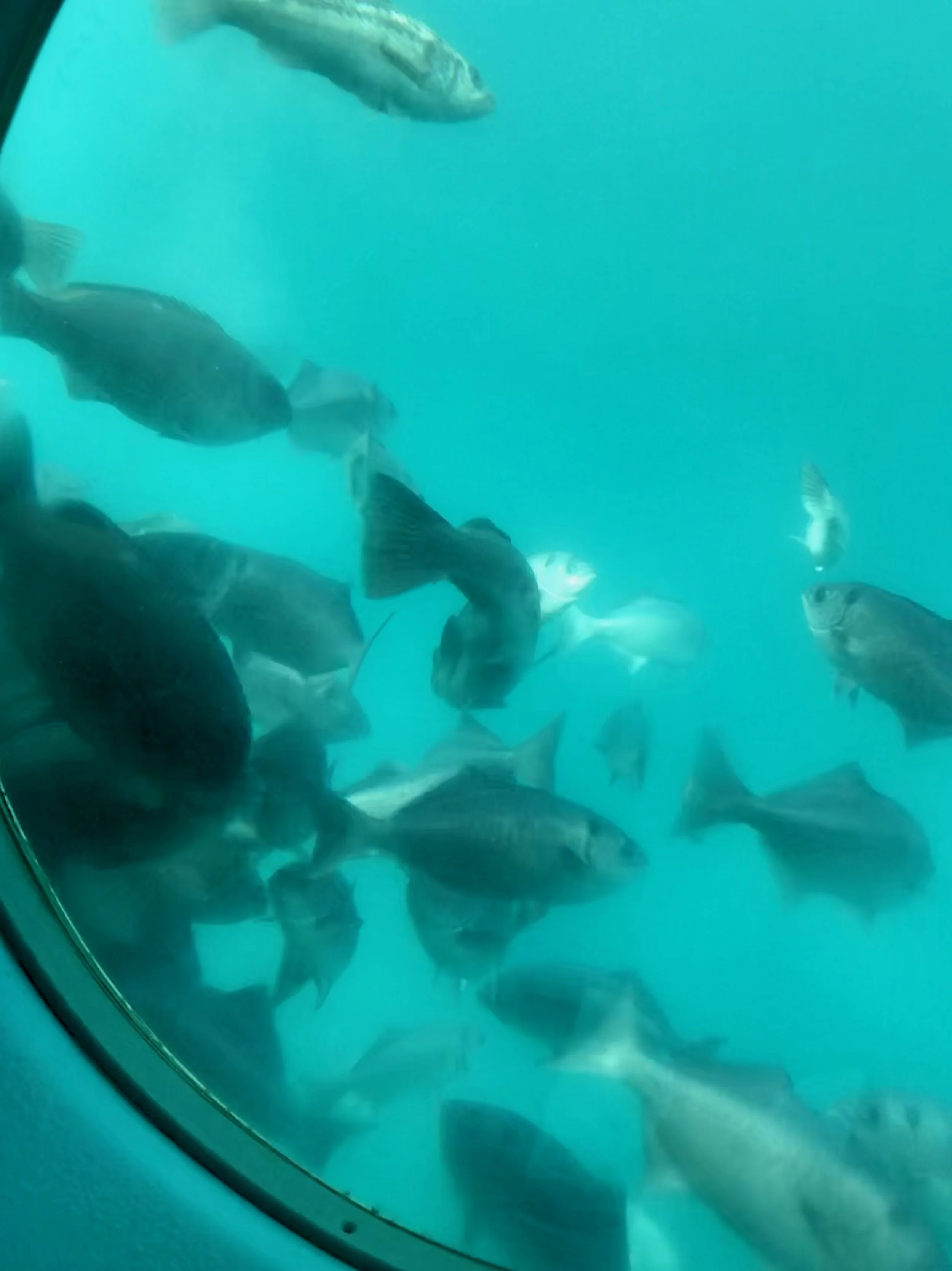 On Fish, Out There, Behind Glass