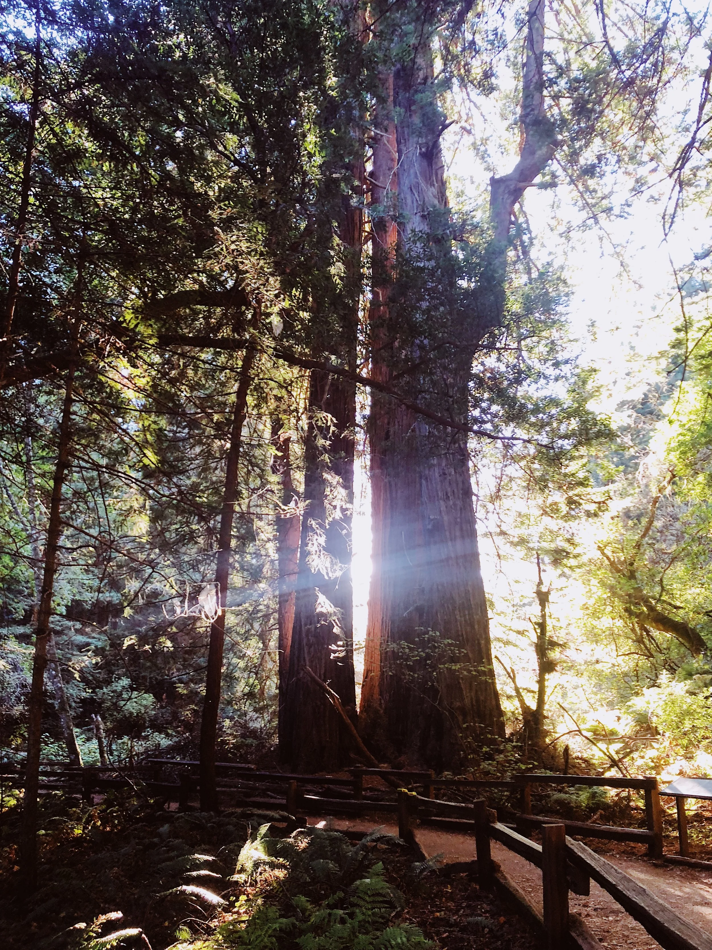 Muir Woods National Monument, Mill Valley, CA