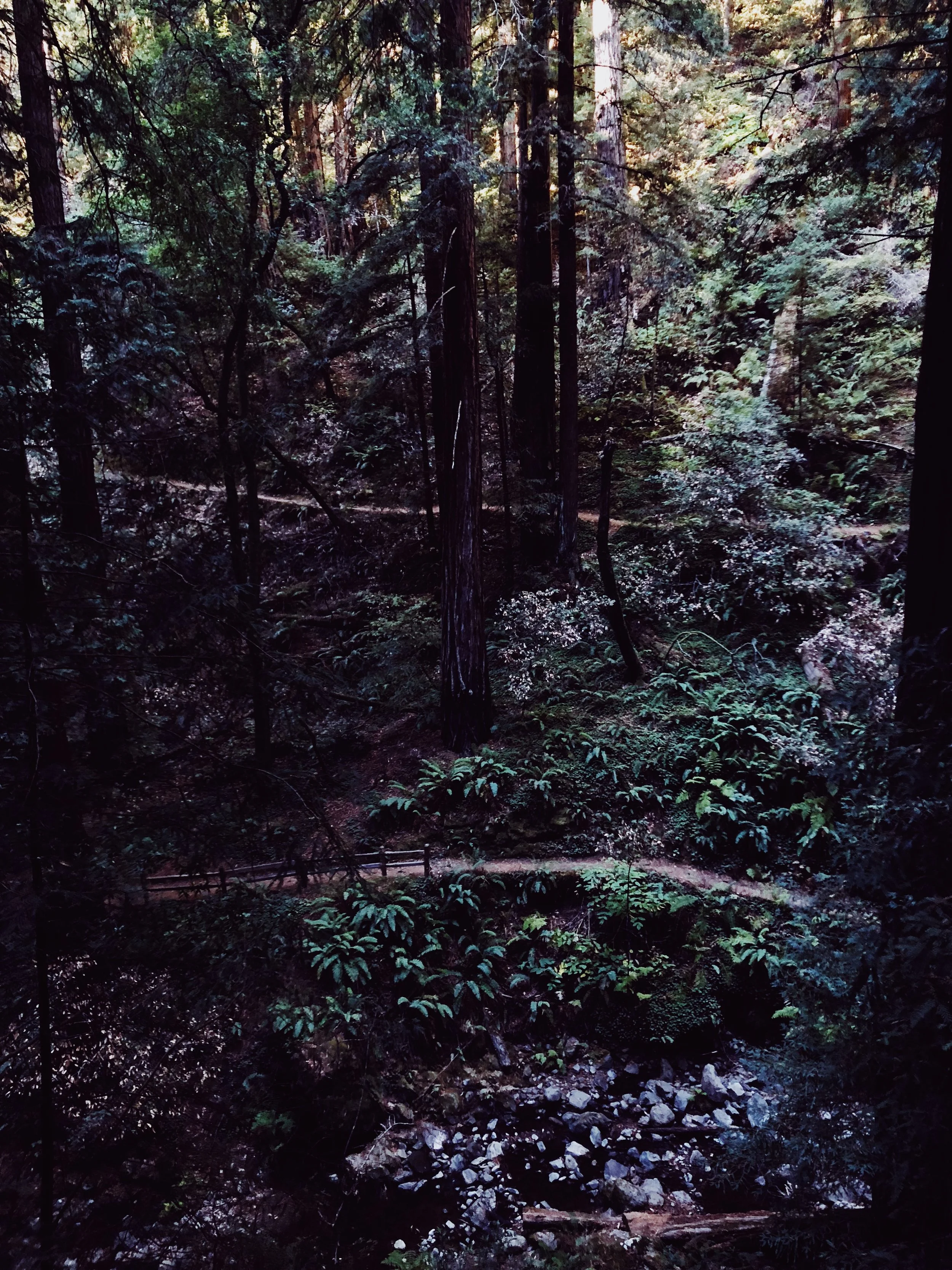 Muir Woods National Monument, Mill Valley, CA